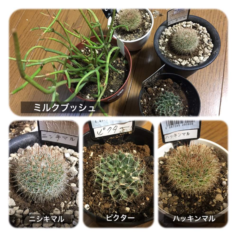 の画像 by あなリリーさん | ドリコテレ 琴糸丸と名前を教えて!とユーフォルビア ミルクブッシュとマミラリア 錦丸