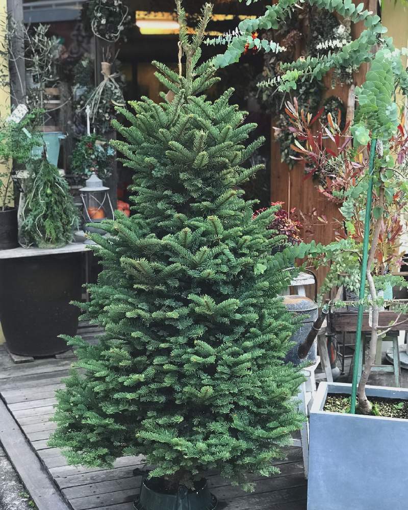 テラスの画像 by hanappaさん | テラスと花のある空間とWEEKEND FLOWERとクリスマスツリーとモミの木のツリーとプレゼントと癒しと花のある生活と生モミの木と今日の一枚と今日のお花と空間ディスプレイと癒し空間とツリーのある暮らしと花屋と花のある暮らしとお花のある生活とワークショップ とツリーのある空間とクリスマス