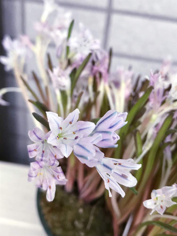 の画像 by cokeさん | ごめんねと小さなお花とポリキセナ属と花のある暮らしと球根植物
