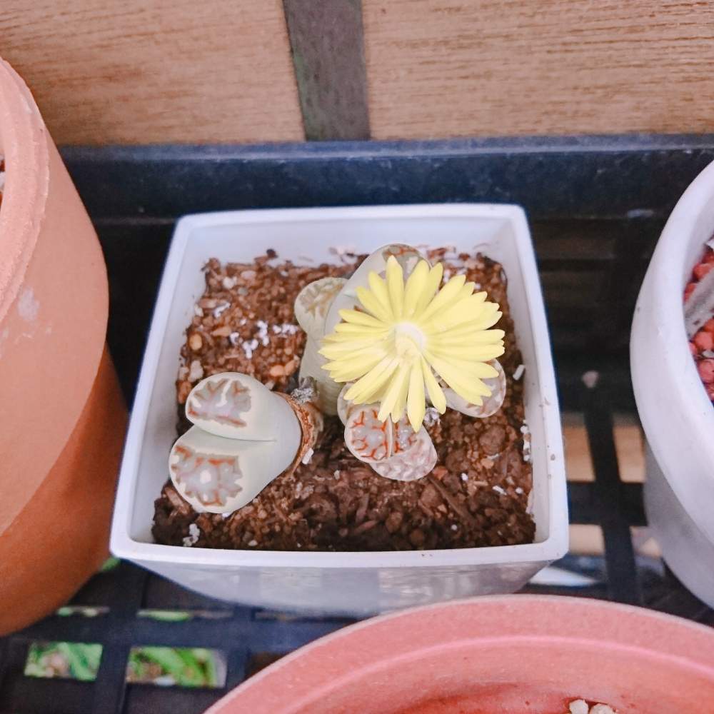 エクステリアの画像 by ミムラさん | エクステリアとリトープスと多肉植物とみどりのある暮らしとボタニカルライフと緑のある暮らしと多肉女子と花のある暮らし