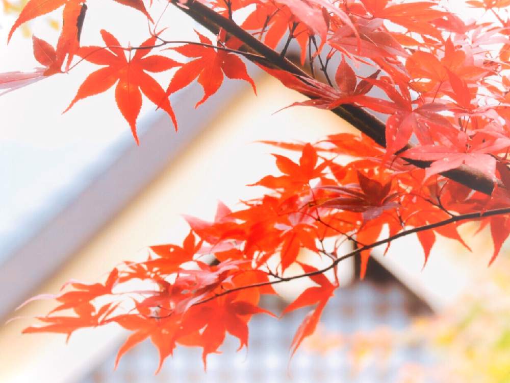 お出かけ先の画像 by ムラッチさん | お出かけ先と桐生 宝徳寺と桐生市と床紅葉(床もみじ)と紅葉(こうよう)と癒されるといやされると群馬県ともみじ紅葉