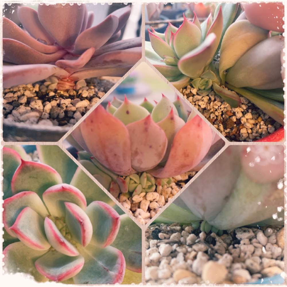 小さな庭の画像 by ღmomoღさん | 小さな庭と多肉植物と外組の1部とエケベリア属♪とお金をかけずに楽しむと田舎と多肉女子とガーデニング初心者と名前覚えるの苦手ですとありがとぅ❤と花のある暮らし