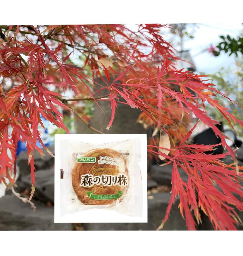 小さな庭の画像 by 『薔薇の初心者教室』 How to grow Organic Roseさん | 小さな庭と花のある暮らしと紅葉(こうよう)ともみじ紅葉