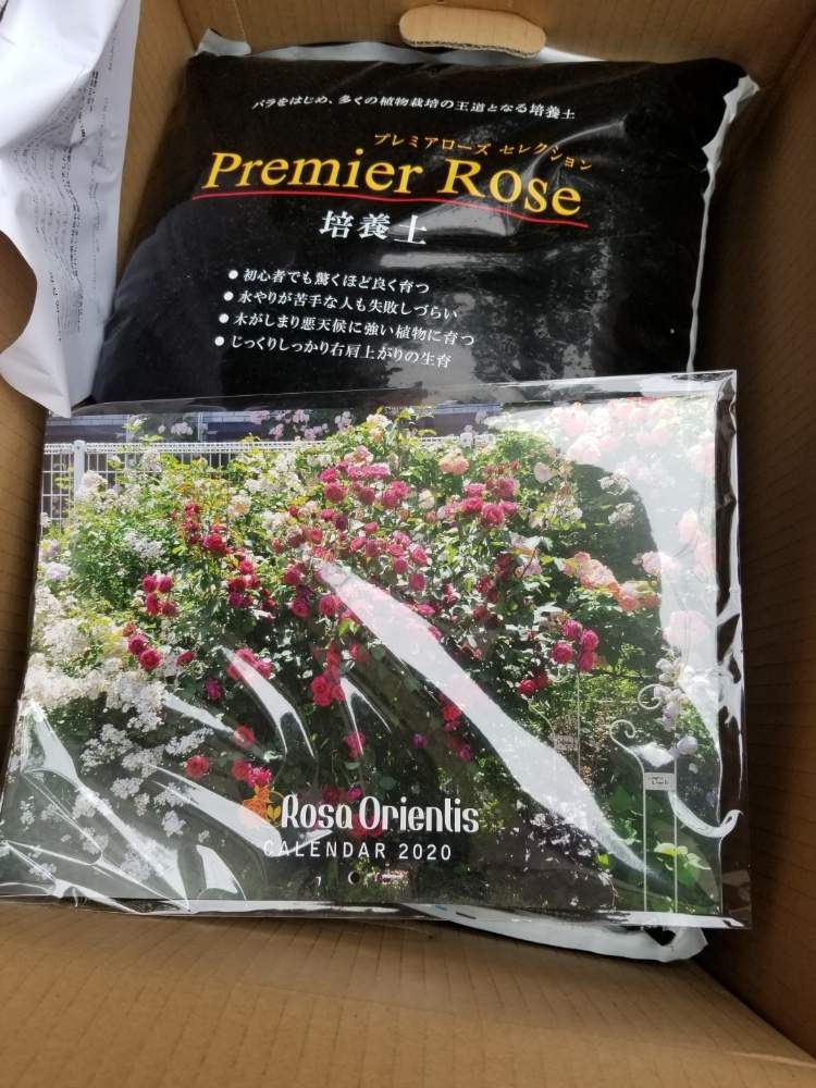 小さな庭の画像 by ニワバラベラバラさん | 小さな庭とばら バラ 薔薇とプレミアム培養土と培養土を考える倶楽部と薔薇に魅せられてとバラの家と薔薇のある暮らし♡とバラ 鉢植えと鉢ロザリアンとお花のある生活と薔薇♪とばら 薔薇 バラとバラ・ミニバラ