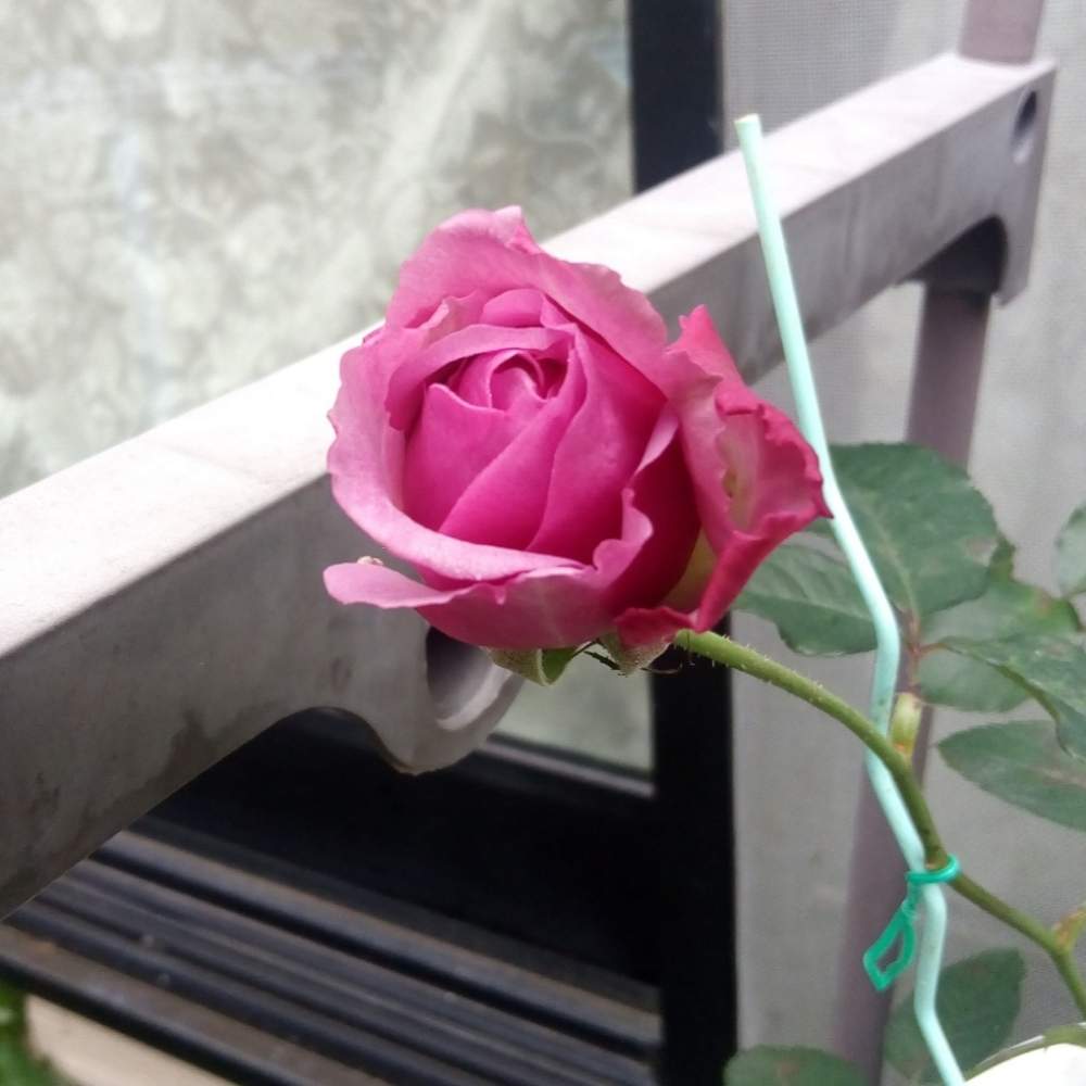 小さな庭の画像 by ひまわりさん | 小さな庭と薔薇 エターナルとたのしみ♡とばら バラ 薔薇と花のある暮らしとかわいいな♡と❤️大人色と素敵