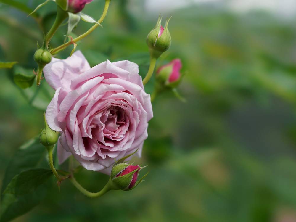 小さな庭の画像 by あおねこさん | 小さな庭とバラとバラ ローブ・ア・ラ・フランセーズと薔薇愛同盟