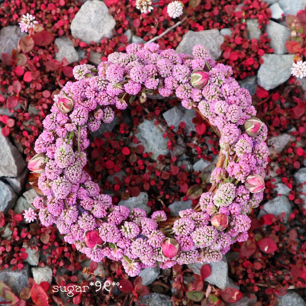 小さな庭の画像 by sugarさん | 小さな庭とポリゴナムと我が家のお庭の紅葉フォトコンとリースと花のある暮らしとかわいいとポリゴナムリース