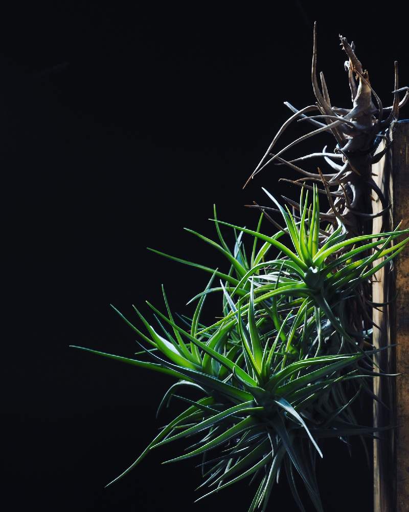 部屋の画像 by Tenさん | 部屋とアエラントスと『単焦点レンズ』フォトコンと植物のある暮らしとTen'sチランジアと職場の撮影ポイントと成長記録とアートなTen写と珍奇植物とエアプランツとビザールプランツとエアープランツ/チランジア