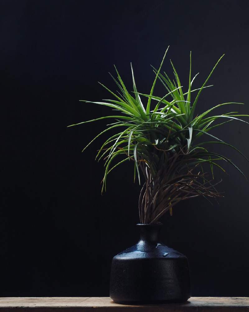 部屋の画像 by Tenさん | 部屋とチランジア sp.と『単焦点レンズ』フォトコンと植物のある暮らしとTen'sチランジアと職場の撮影ポイントと成長記録とアートなTen写と珍奇植物とエアプランツとビザールプランツとエアープランツ/チランジア