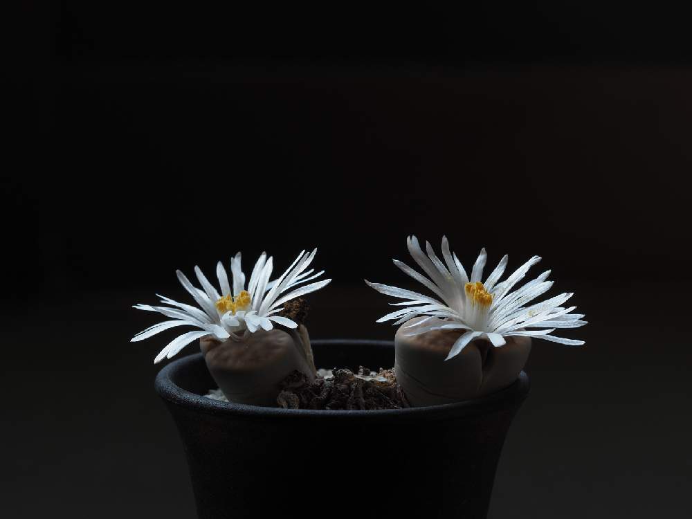 の画像 by Tenさん | 白薫玉と『単焦点レンズ』フォトコンとTen'リトープスと植物のある暮らしと多肉植物のある暮らしと職場の撮影ポイントと成長記録とアートなTen写と珍奇植物と花のある暮らしとリトープス属とビザールプランツ