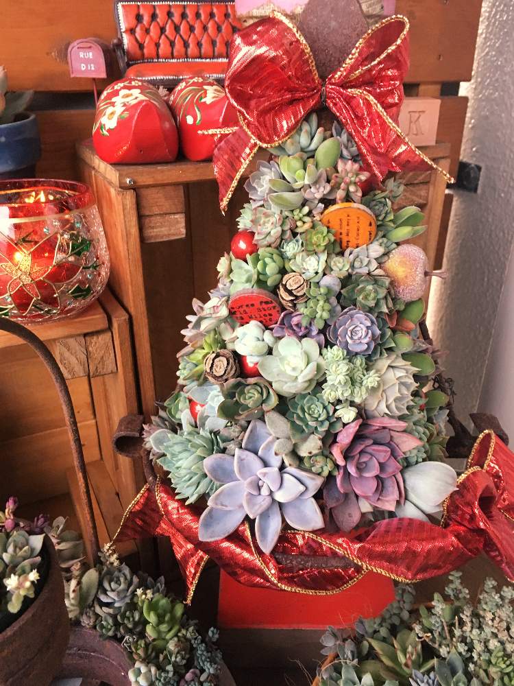 バルコニー/ベランダの画像 by かるみんさん | バルコニー/ベランダとトット・シーンズさんとクリスマスデコレーションと寄せ植え仕立て直しと多肉ツリーと多肉寄せ植えとクリスマスアレンジ