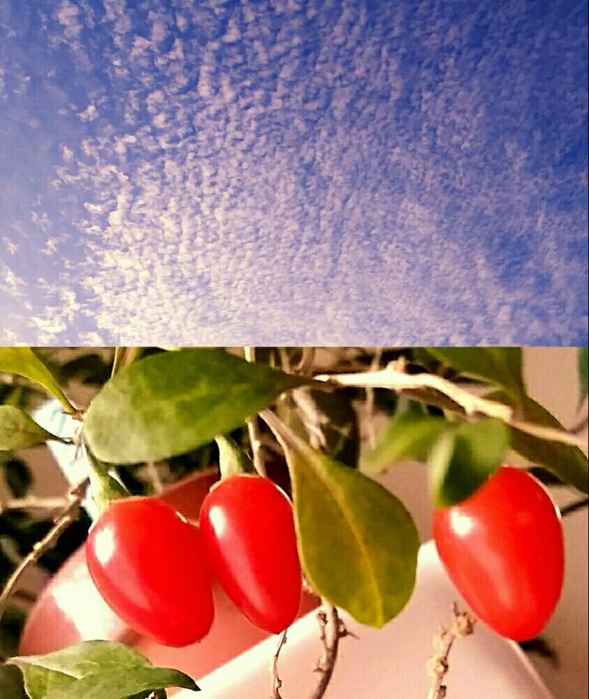 部屋の画像 by ⭐CB1⭐£36hm⭐さん | 部屋とクコと『実』と言えば・・・と植物と言えば・・・と食べれるんだわね(^Q^)とGS映えとその後・・・と⭐ cheers⭐とbreakfast, lunch, teatime and supperと魔除け用とgreen & tea timeと令和の秋・日本の秋