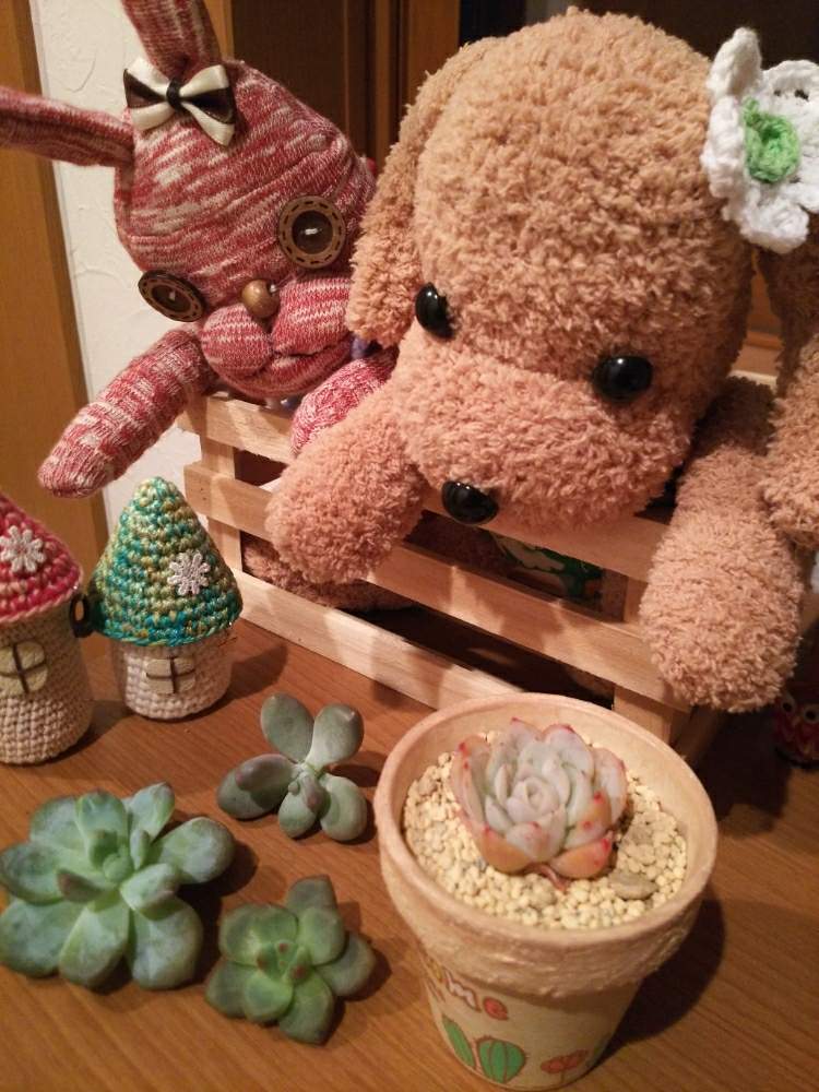 の画像 by mamiさん | メキシカンスノーボールとムーンストーンとアリエルとエレガンス ポトシナと元気に育ちますようにとありがとう♡と晴れの国タニラーGPとバラと夢CLUBとつながりに感謝と私の宝物~❤としあわせ♡とかわいいな♡とたにおたくらぶとタニク初心者と花MARUちゃんのソクモンとミルさんのソクワンちゃん