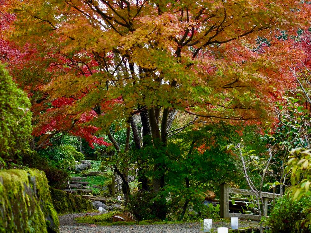 お出かけ先の画像 by senさん | お出かけ先とはっぱとGS映えと秦野戸川公園ともみじ紅葉とボタニカルスポット2019秋