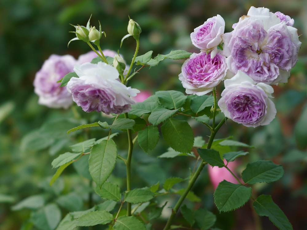 小さな庭の画像 by あおねこさん | 小さな庭とバラとバラ ブルー・ムーン・ストーンと薔薇愛同盟と『単焦点レンズ』フォトコン