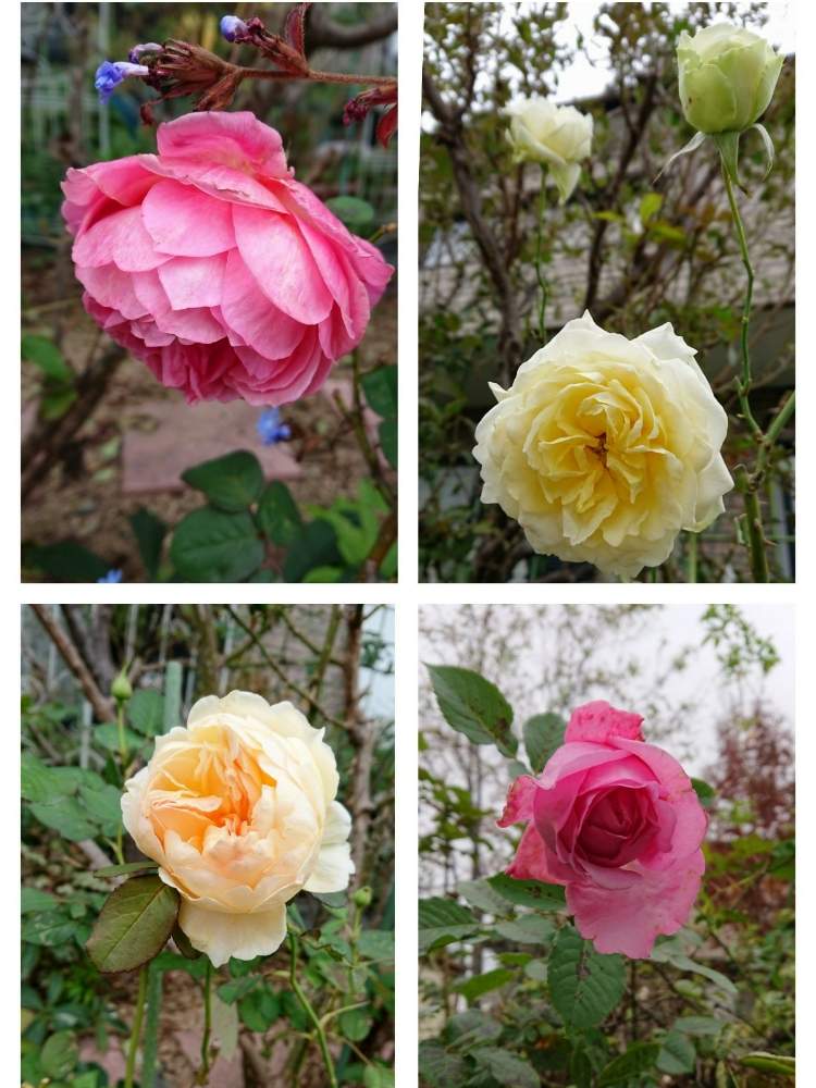 の画像 by のりりんの森さん | かおりかざりと薔薇 りくほたると薔薇 快挙と薔薇 ビアン ヴニュとマイガーデンとキュンキュン乙女倶楽部と可愛いお花達と薔薇愛同盟