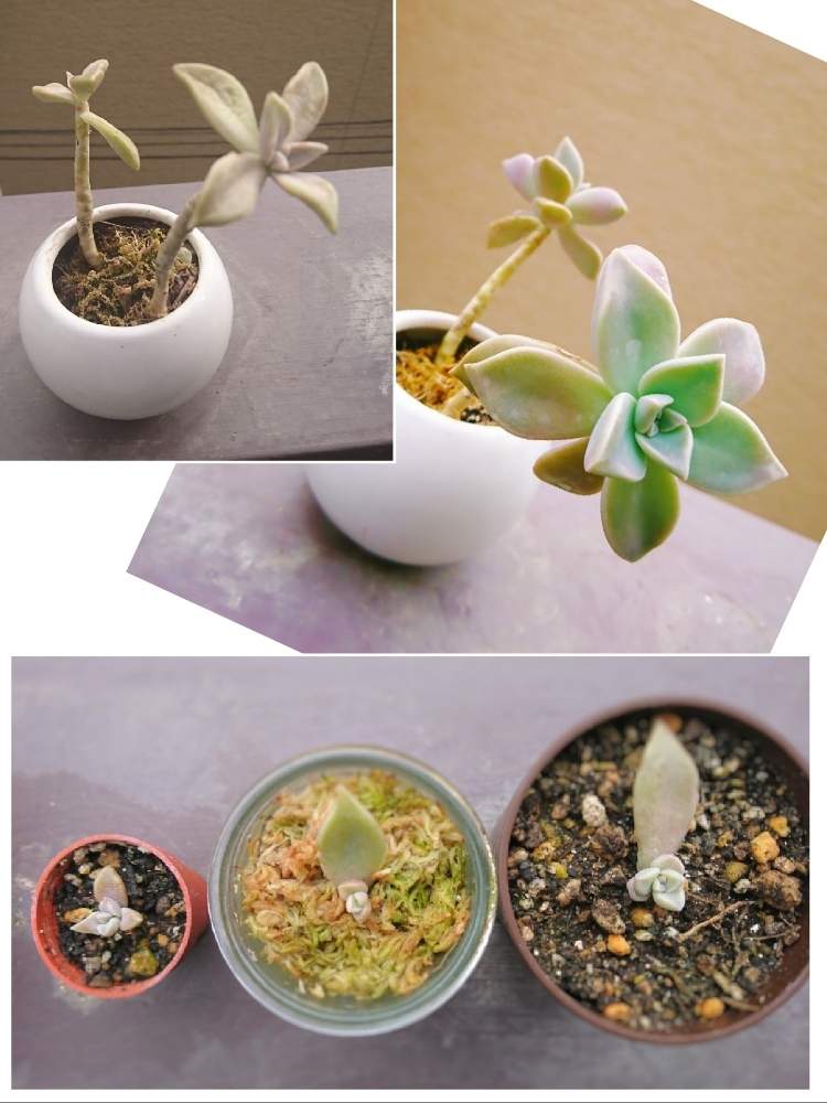 バルコニー/ベランダの画像 by たやさん | バルコニー/ベランダと朧月と多肉植物と回復中と救出!!とベランダガーデニングと葉物と葉挿し赤ちゃんと美しく成長中とベランダガーデンと鉢上げと植中毒と小さな鉢植えと根が出ましたと多肉女子と初めての多肉植物と鉢植えと成長記録と多肉の赤ちゃん♡と実家の花と葉挿し