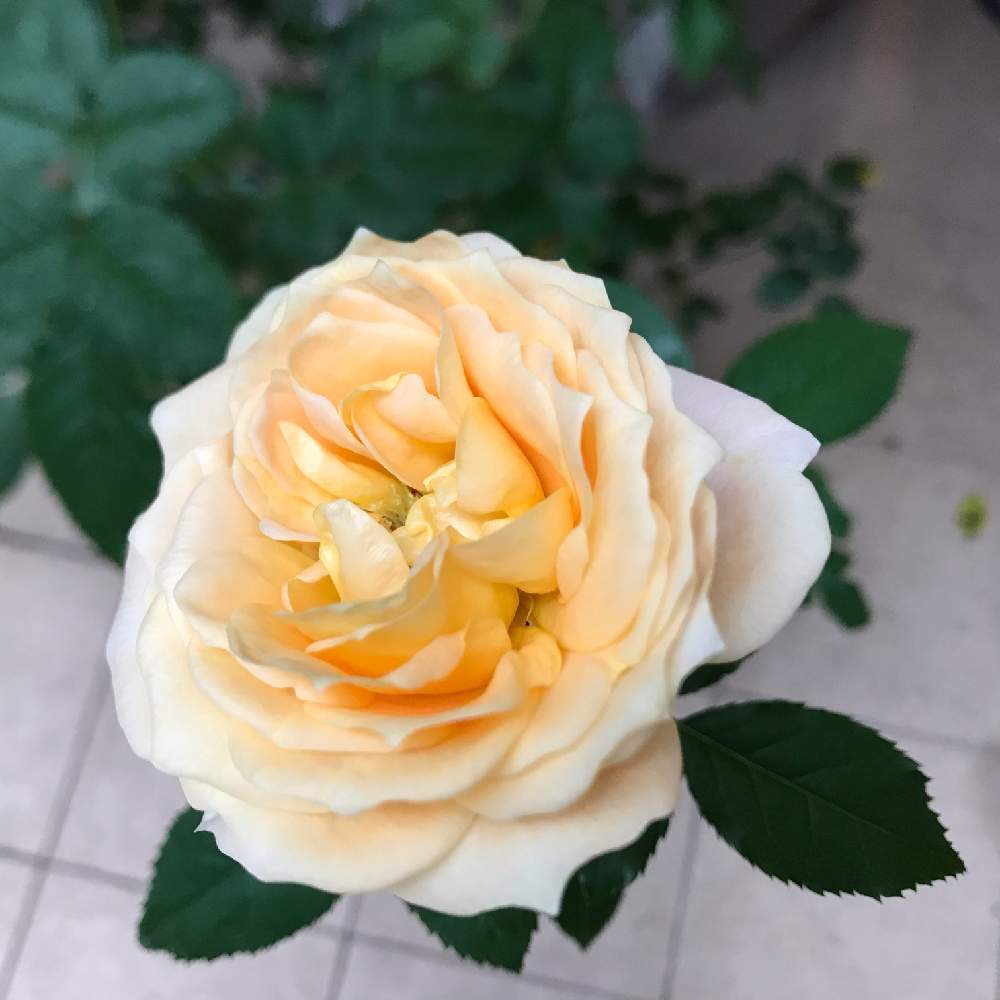 テラスの画像 by 幻テラスのともちゃんさん | テラスと秋バラとばら バラ 薔薇と花木とデルバールとラ・ドルチェヴィータと花のある暮らしと薔薇♪とバラを楽しむ
