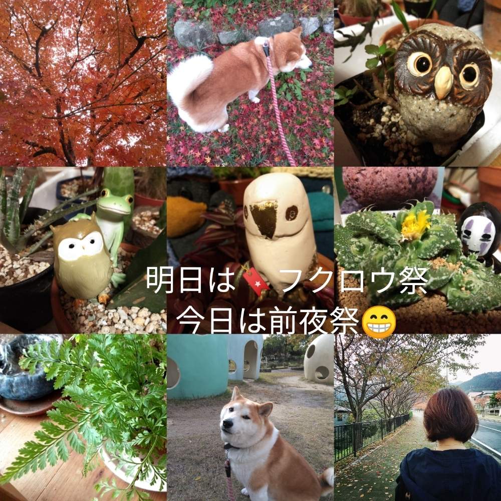 お出かけ先の画像 by きゅうちゃんさん | お出かけ先と観葉植物と素敵便とヒヤミカチ首里城!とシダ師匠と普及シダを愛でる会と幸せを呼ぶフクロウ祭りと滋賀県と散歩と紅葉(こうよう)とソクモンと花のある暮らしとカオナシとY._.YUKIMIRACLE-Y._.Yさんの素敵便とフクロウ祭とらりるん♪さんよりとダバリア・ラビットフット