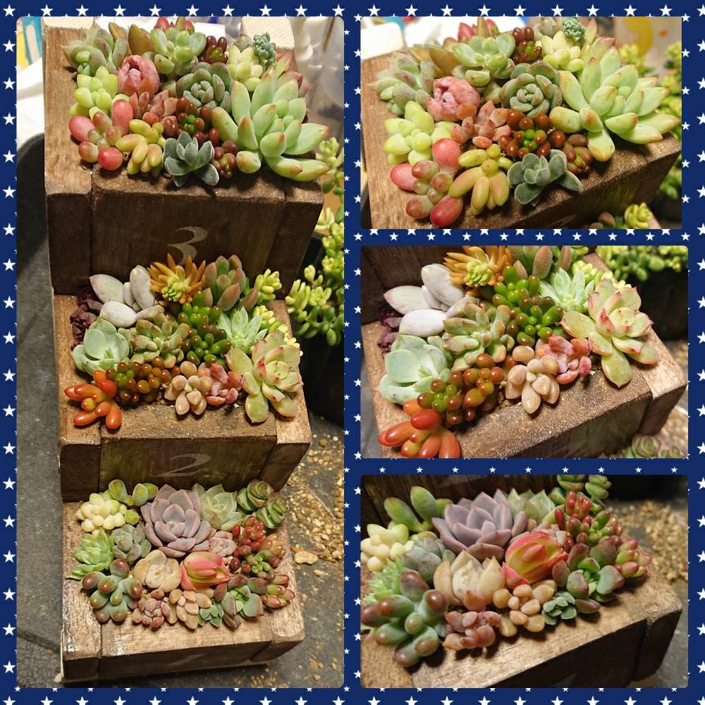 部屋の画像 by さっちぃ~さん | 部屋と多肉中毒とタニパトとベランダ多肉と寄せ植えと初心者と狭いベランダと多肉のある暮らしと植中毒と多肉女子と大阪とリメ缶・リメ鉢とお迎えとタニラーと花のある暮らしと多肉棚とマンションと多肉狩りとげんげんさんの階段プランターと『秋の紅葉多肉』フォトコンテストと自作限定!多肉の寄せ植えフォトコン