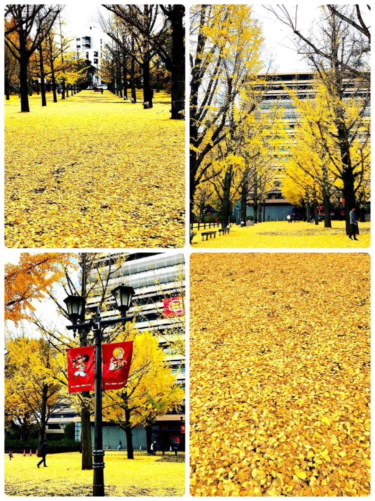 の画像 by ぷーさんさん | 銀杏並木の黄色といちょう並木と熊本県庁
