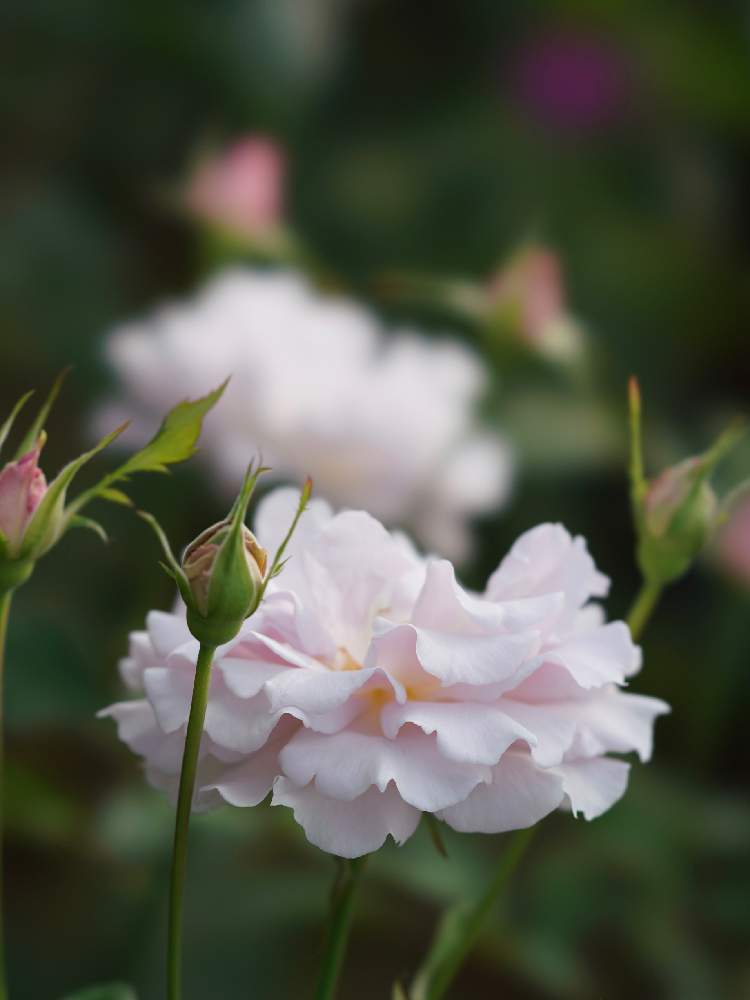 小さな庭の画像 by あおねこさん | 小さな庭とバラとバラ ラ・マリエと薔薇愛同盟と『単焦点レンズ』フォトコン
