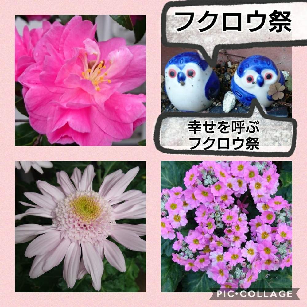 お出かけ先の画像 by トリトンさん | お出かけ先とキクとプリムラマラコイデスと八重咲き山茶花と元気だしてとキュンキュン乙女倶楽部とありがとう♡とかわいい♡といやされる♡とありがとう♡嵐♡とピンク❤︎ピンクとGS映えとGS日和と台風お見舞いとキュンキュン乙女倶楽部No.183と台風19号被災者応援しますと神奈川県