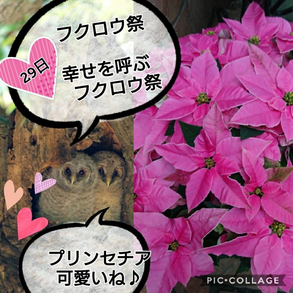 お出かけ先の画像 by トリトンさん | お出かけ先とプリンセチアと元気だしてとキュンキュン乙女倶楽部とありがとう♡とかわいい♡といやされる♡とありがとう♡嵐♡とピンク❤︎ピンクとGS映えとGS日和と台風お見舞いとキュンキュン乙女倶楽部No.183と台風19号被災者応援します