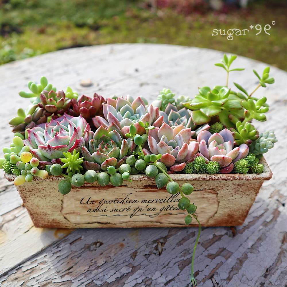 小さな庭の画像 by sugarさん | 小さな庭と多肉植物とありがと❤︎"と寄せ植えと多肉植物寄せ植えとジャスミンちゃん鉢と多肉女子と花のある暮らしとかわいいと11月29日 イイニクの日と『秋の紅葉多肉』フォトコンテスト
