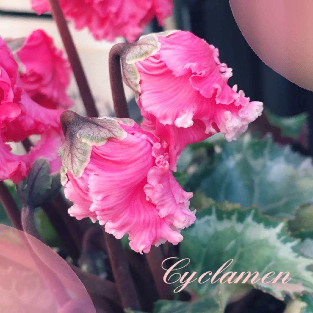小さな庭の画像 by yuーchanさん | 小さな庭とガーデン雑貨とキュンキュン乙女倶楽部とピンクの花とピンク❤︎ピンクと雑貨とシクラメン。とガーデニングと小さい花と花のある暮らしとかわいいな♡と シクラメン