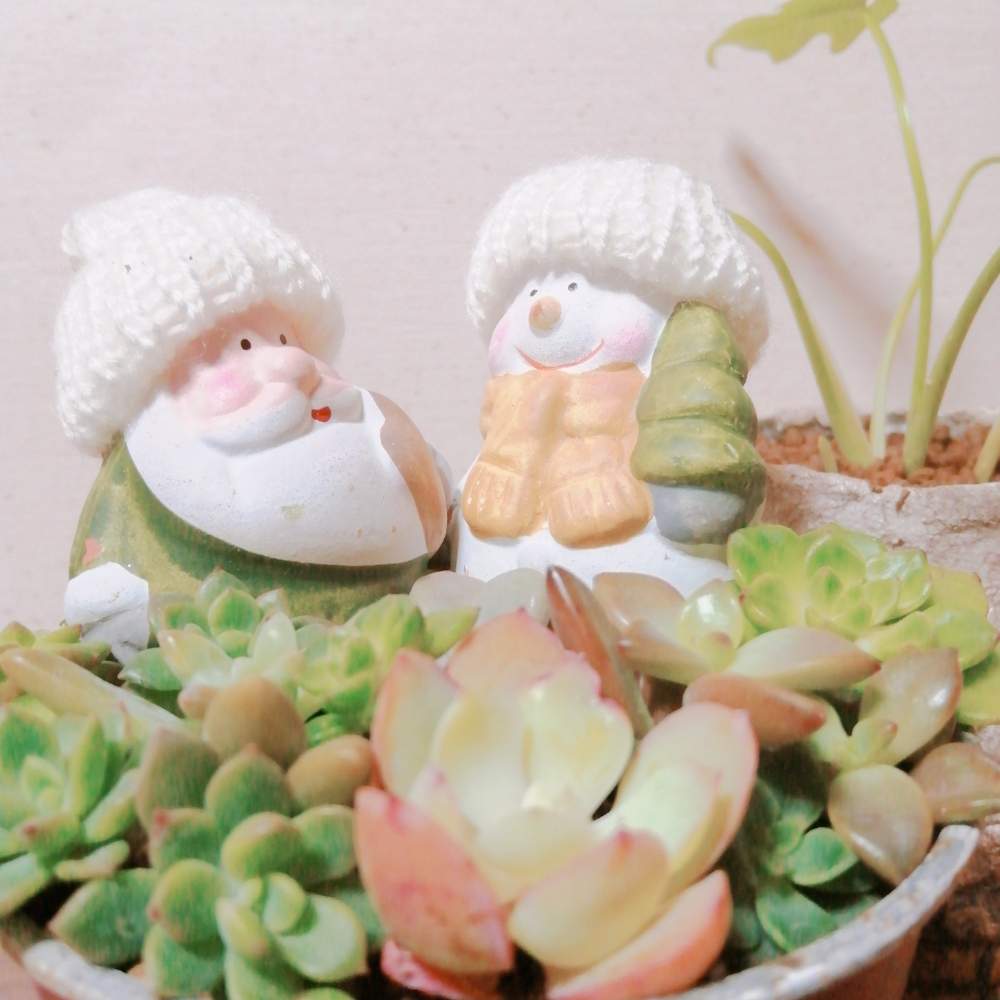 バルコニー/ベランダの画像 by タニクラフトさん | バルコニー/ベランダと多肉植物とサンタさんとタニパトとボタニカルライフと植物で彩るお部屋とクリスマスと多肉の寄せ植えと多肉大好きと寄せ植えと多肉ちゃんとGS映えと多肉植物寄せ植えと多肉植物のある暮らしと多肉女子と雑貨と育てやすい多肉植物とガーデニングと花のある暮らしとかわいいな♡と多肉寄せ植えとタニクちゃんとクリスマス