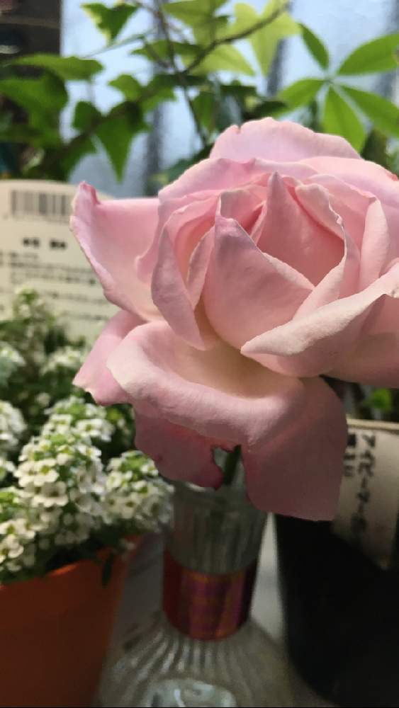 窓辺の画像 by 花が好きさん | 窓辺とアリッサムと薔薇クイーンエリザベスといつも笑顔で〜〜♡とキュンキュン乙女倶楽部とみんなが幸せに〜〜♡と薔薇愛同盟とありがとう♡とGSミニモニと花のある世界♡といい感じ♪♪と優しい色合い♡とバラと夢CLUBと小さな庭♡ととても癒される♡とガーデニングと薔薇が好きです♡と花のある暮らしと花が好きです♡♡♡と花の16年組♡とみんなが健康に〜〜♡とかおりのある花とラッキーに捧げるお花