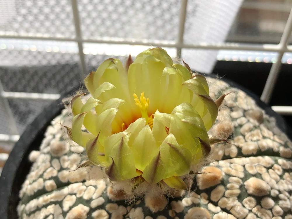 の画像 by ぽむさん | スーパー兜とせっかちなスーパー兜とサボテン科とサボテンの花と黄色い花と多肉のある暮らし