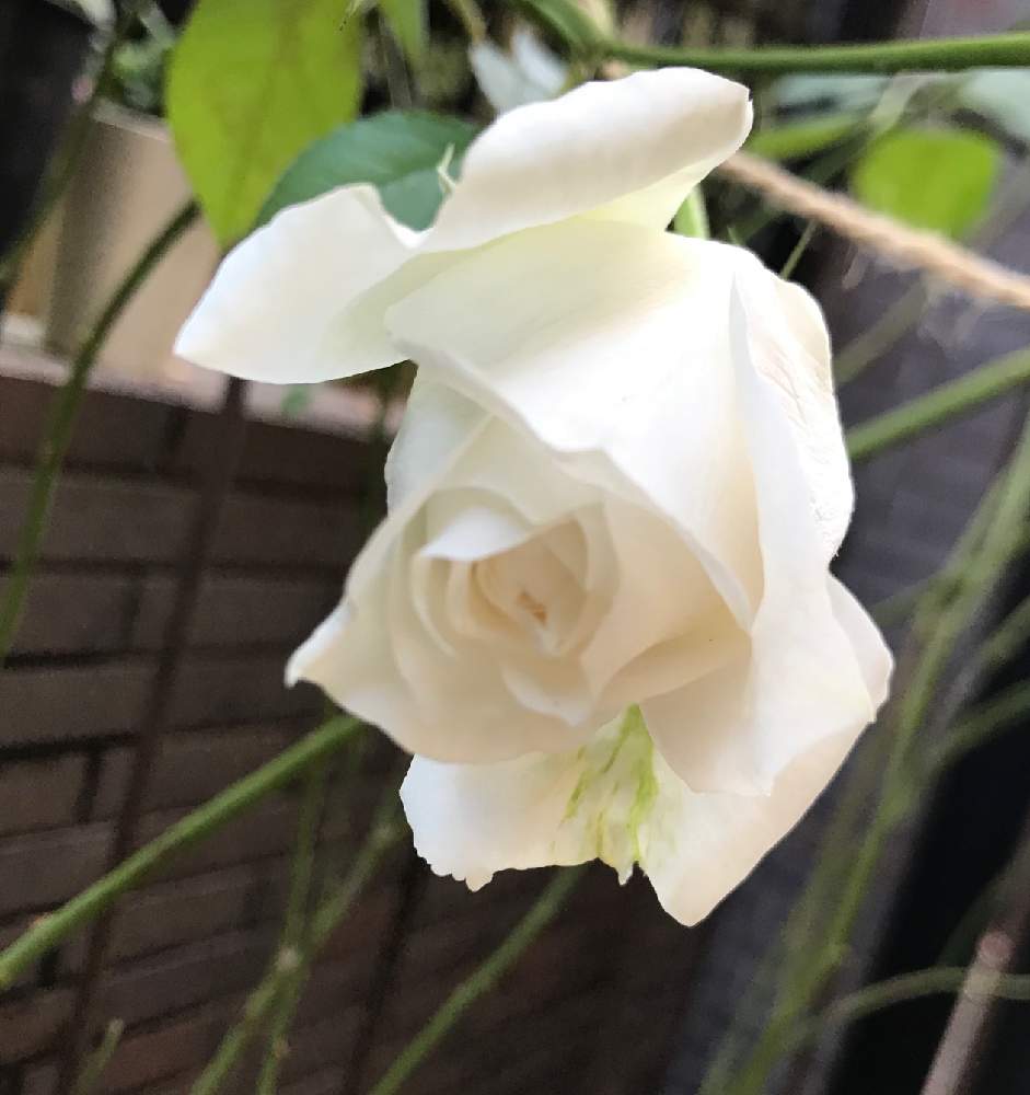テラスの画像 by 幻テラスのともちゃんさん | テラスとばら バラ 薔薇と花木とドリュと花のある暮らしと薔薇♪とバラを楽しむ