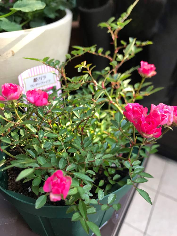 テラスの画像 by 幻テラスのともちゃんさん | テラスとワンダーファイブと秋バラとばら バラ 薔薇と花木と薔薇♪とバラを楽しむと姫バラ ワンダーファイブ
