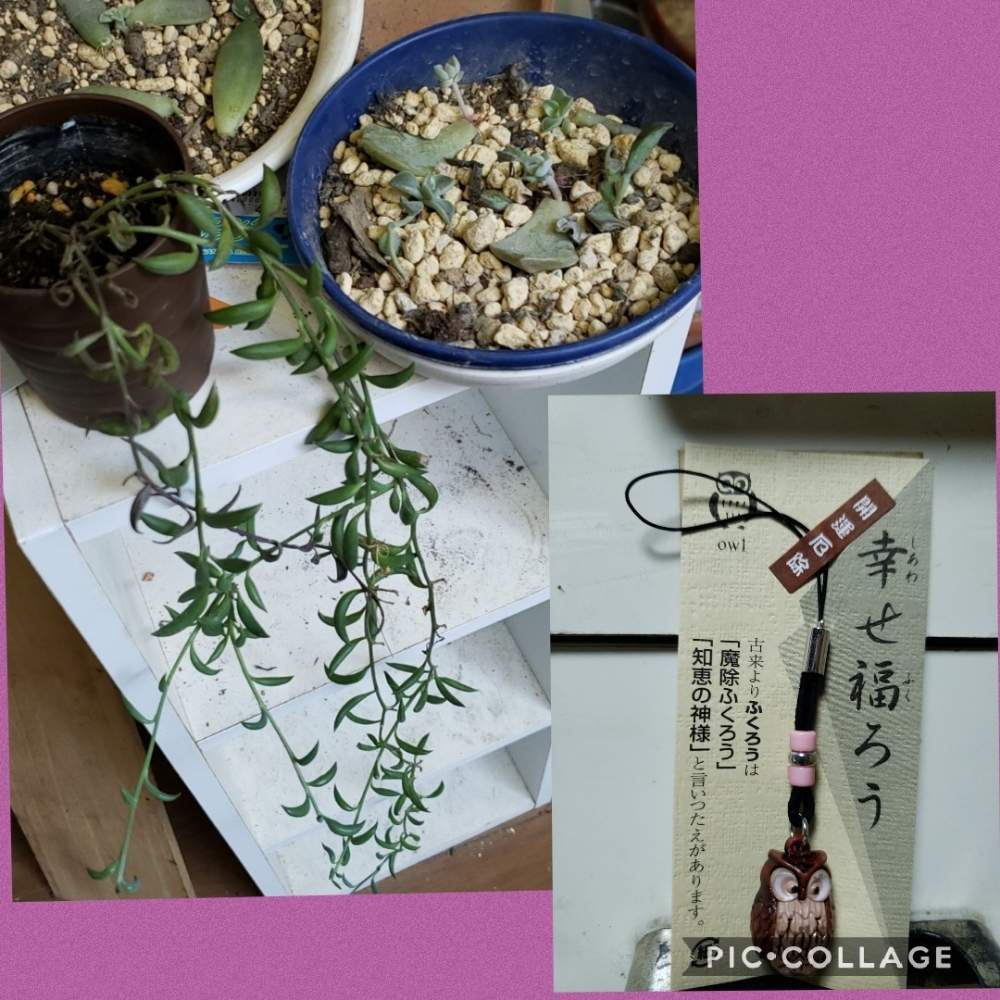 部屋の画像 by やまちゃん~旅~さん | 部屋と三日月ネックレスと多肉植物と多肉植物葉挿しといい肉の日と幸せを呼ぶフクロウ祭り