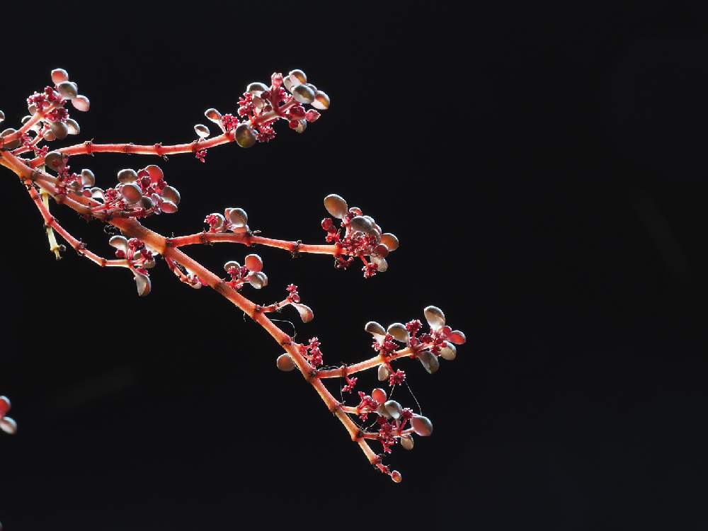部屋の画像 by Tenさん | 部屋とピレアグロボーサと『単焦点レンズ』フォトコンと植物のある暮らしと紅葉する多肉とピレア属と多肉植物のある暮らしとED 60mm F2.8 Macroと職場の撮影ポイントと成長記録とアートなTen写と珍奇植物とビザールプランツ