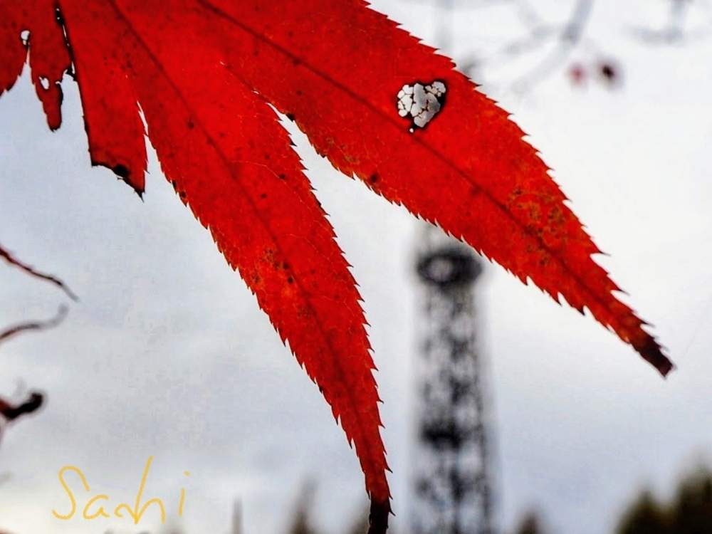 お出かけ先の画像 by sachiさん | お出かけ先ともみじと鉄塔と紅葉(こうよう)と花のある暮らしと寄り道と鈴鹿・亀山とボタニカルスポット2019秋