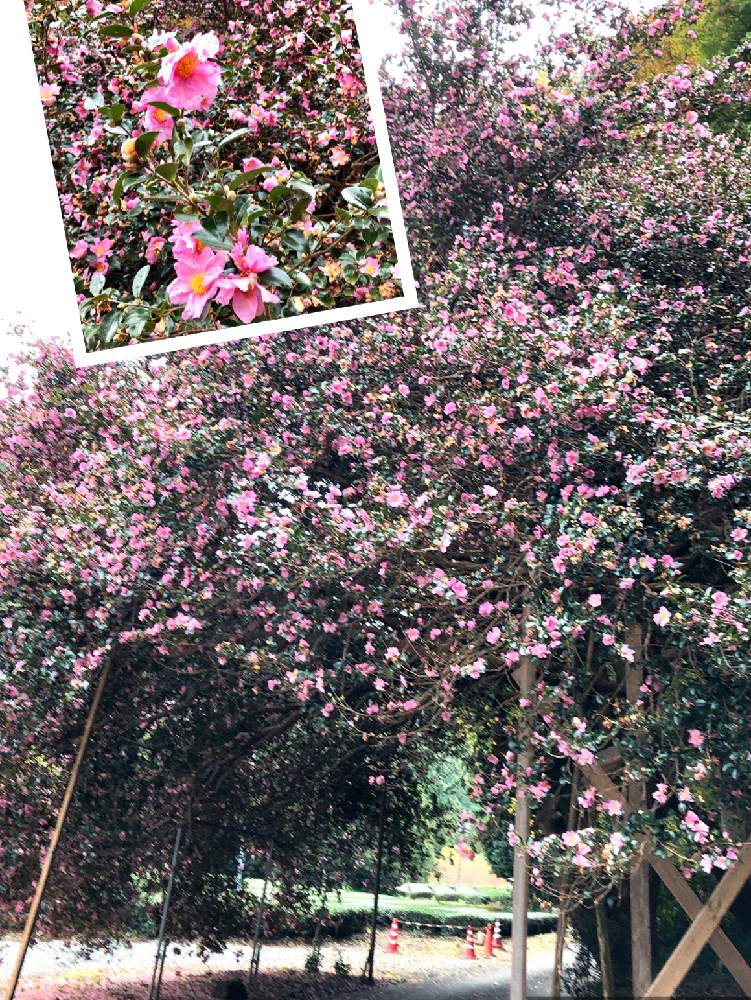 お出かけ先の画像 by ❤︎15さん | お出かけ先とさざんかとGS映えと植中毒と可愛いがぁ❤︎とバラと夢CLUBと多肉2016同期と花の16年組♡と花も多肉も好き