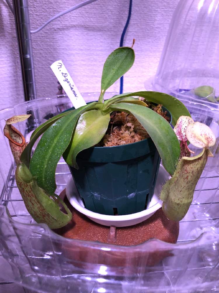 部屋の画像 by フミヤンさん | 部屋と食虫植物と☆ネペンテス ダイエリアナ