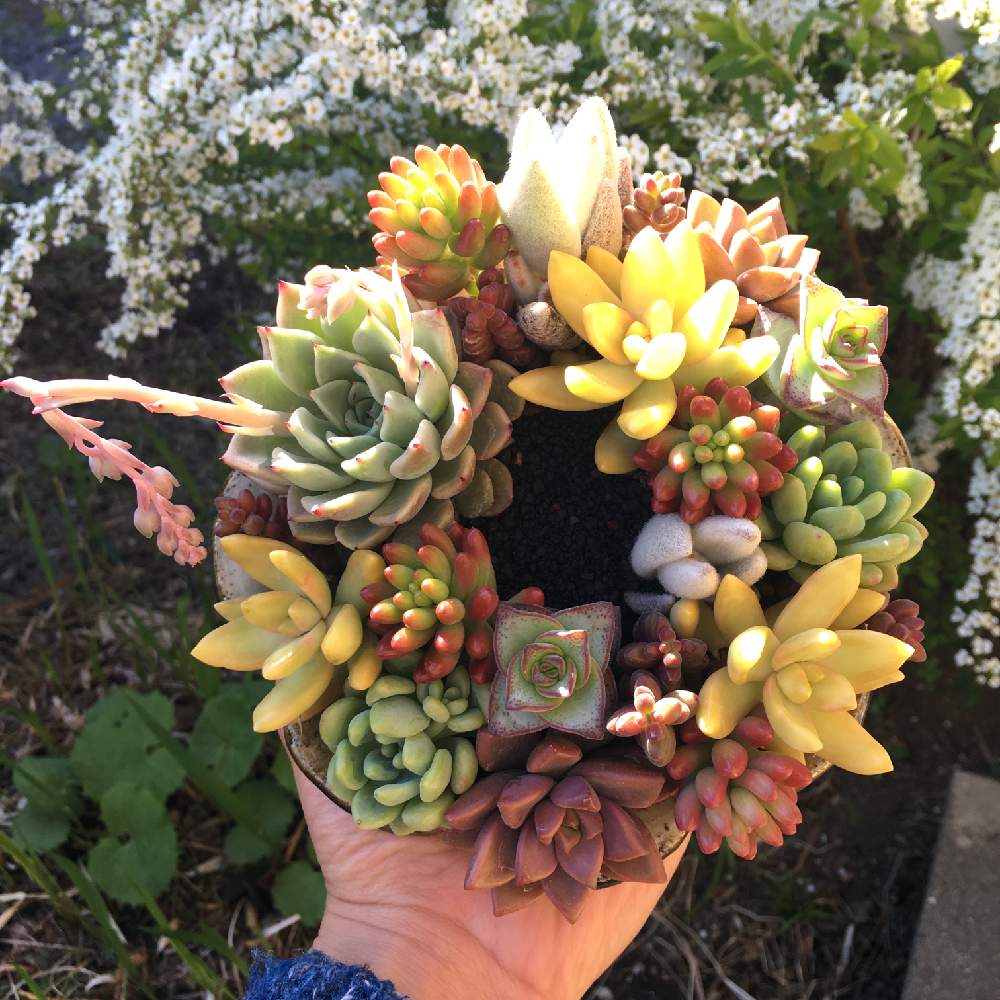 バルコニー/ベランダの画像 by 多肉植物アレンジshop Sedamnさん | バルコニー/ベランダと多肉植物と植物男子とSedamnと多肉大好きと太陽大好きと冬の寄せ植えとプレゼントと寄せ植えと毎日を特別にと癒しと冬の寄せ植えフォトコンテストと多肉のある暮らしと多肉リース寄せと紅葉(こうよう)と多肉女子とリースと多肉の魅力と阿部誠と販売中と可愛いとかわいいな♡