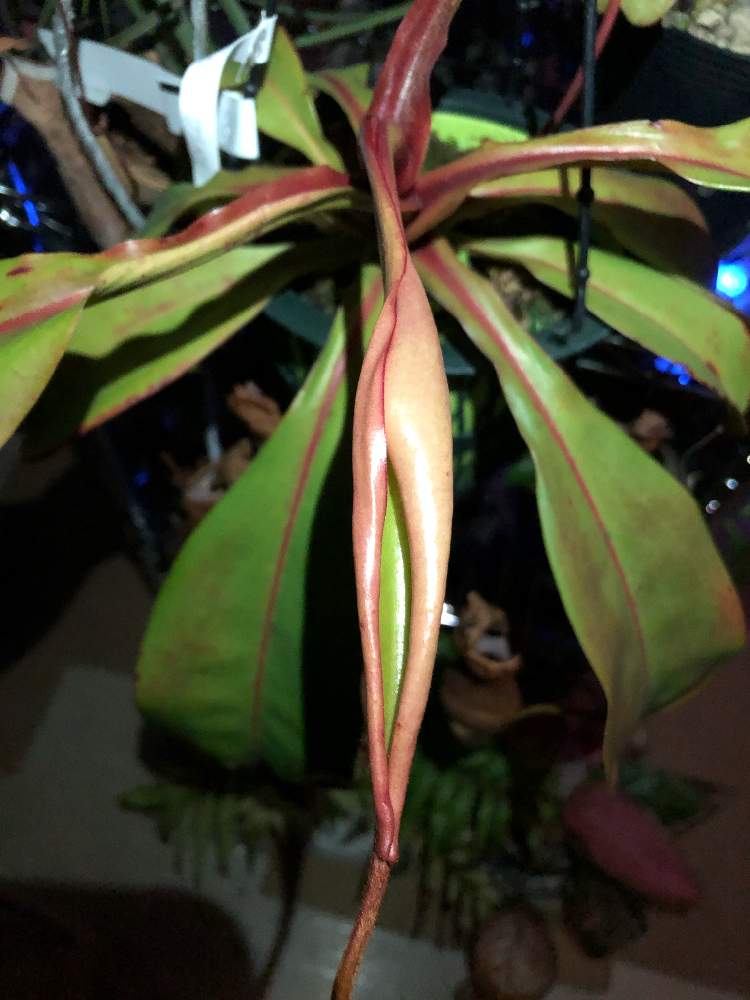 寝室の画像 by レポートを書き込んでいますさん | 寝室とネペンテス 交配種と観葉植物と食虫植物と官能的と食虫植物のある暮らしと食虫植物・ウツボカズラと美しいと赤い葉っぱとネペンテス交配種と食虫男子