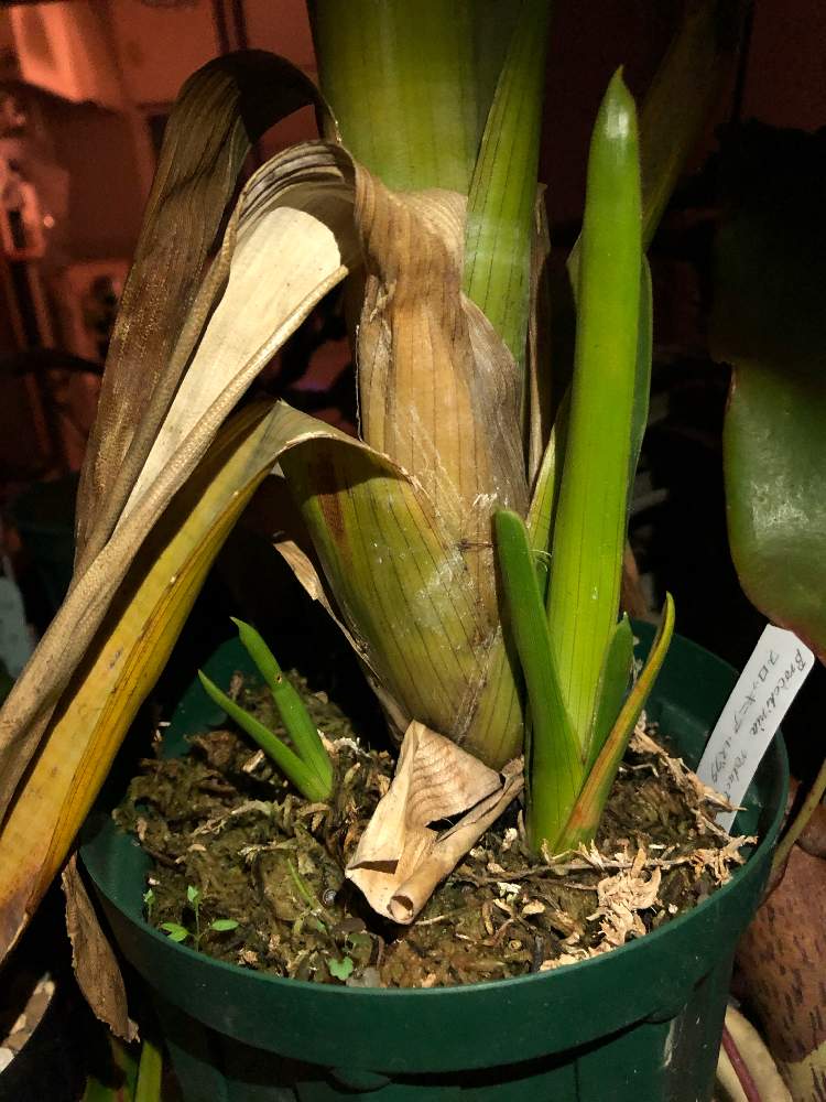 窓辺の画像 by レポートを書き込んでいますさん | 窓辺とブロッキニア・レズクタと食虫植物とたくましいとブロメリアと食虫植物のある暮らしとブロッキニア属と食虫男子とタンクブロメリア