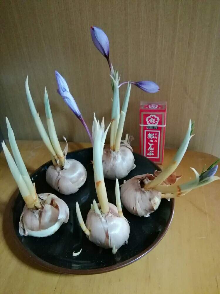 の画像 by みぃみぃ♪さん | 咲きそう!と懐かしのお菓子シリーズと多肉ラボ©と❤️いいね、ありがとうとサフラン球根