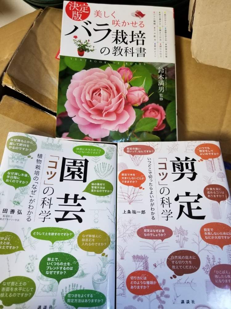 小さな庭の画像 by ニワバラベラバラさん | 小さな庭とノイバラ♡とばら バラ 薔薇とバラ本と培養土を考える倶楽部と薔薇に魅せられてと園芸本と薔薇のある暮らし♡とバラ 鉢植えと花ちゃん培養土と鉢ロザリアンと花のある暮らしとお花のある生活と薔薇♪とばら 薔薇 バラとバラ・ミニバラ