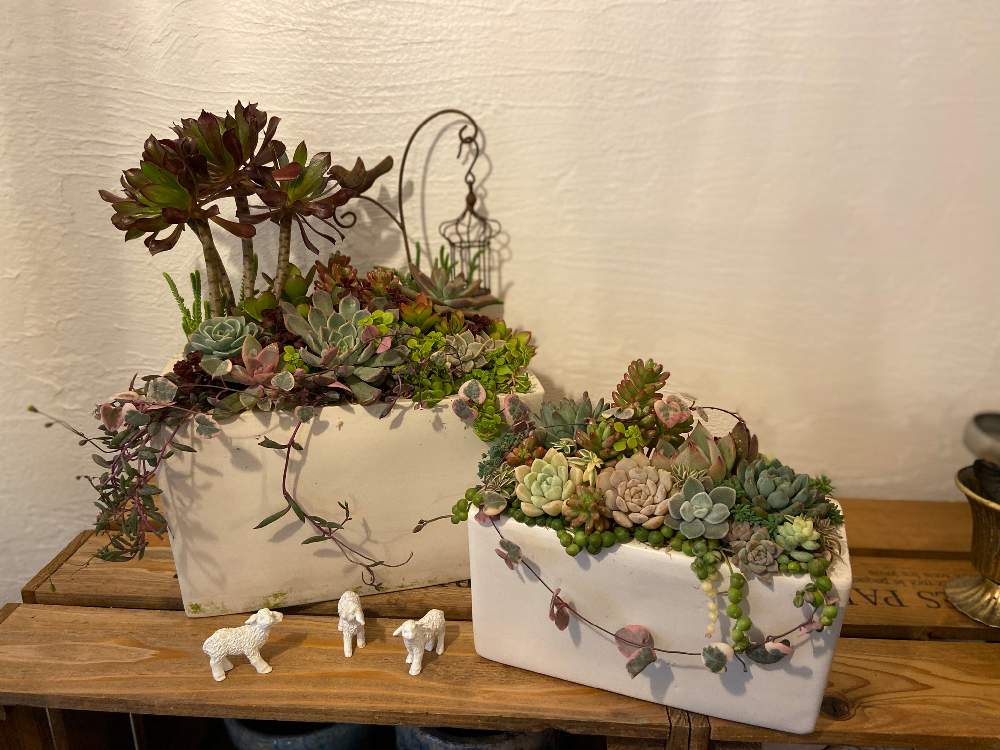 の画像 by コキリノGreen&Coffeeさん | 寄せ植え教室と多肉植物とコキリノGreen&Coffeeと多肉大好きと寄せ植えとGS映えと多肉植物寄せ植えと多肉植物のある暮らしとグリーンショップと本日の多肉とボタピー設置店とお知らせとギャザリングとエケベリア属と多肉女子とタニラーとサキュレントデーと多肉寄せ植えと多肉植物 エケベリア