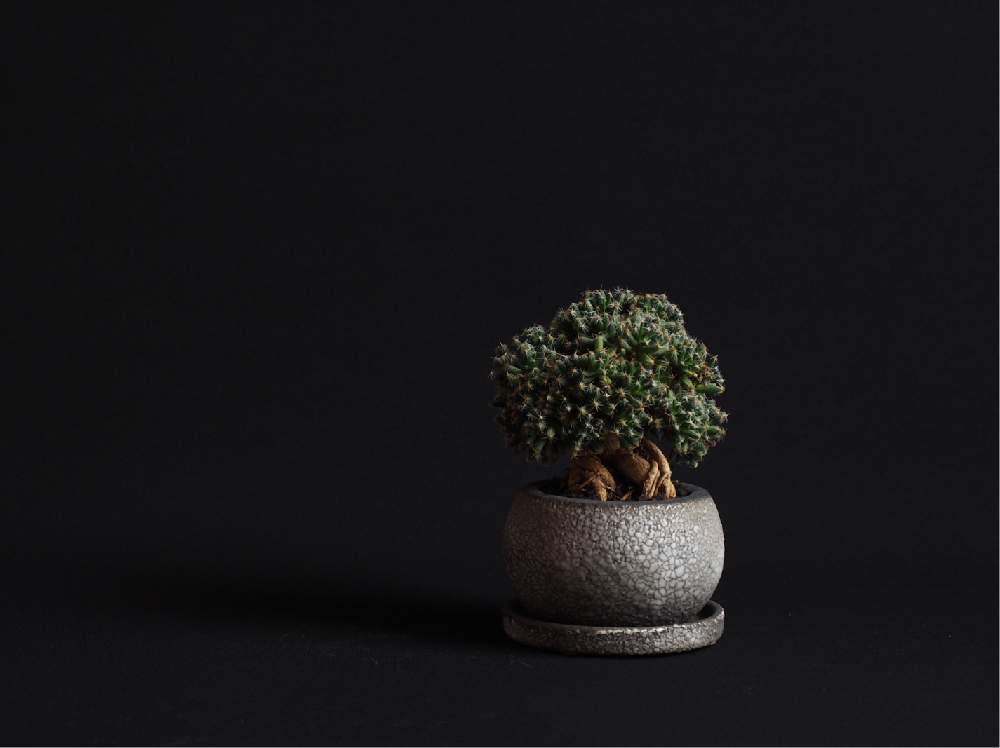 部屋の画像 by Tenさん | 部屋と紫晃星と植物のある暮らしと陶器鉢と トリコディアデマ属と多肉植物のある暮らしとコーデックスと成長記録とアートなTen写と珍奇植物とTen'sコーデックスとビザールプランツ