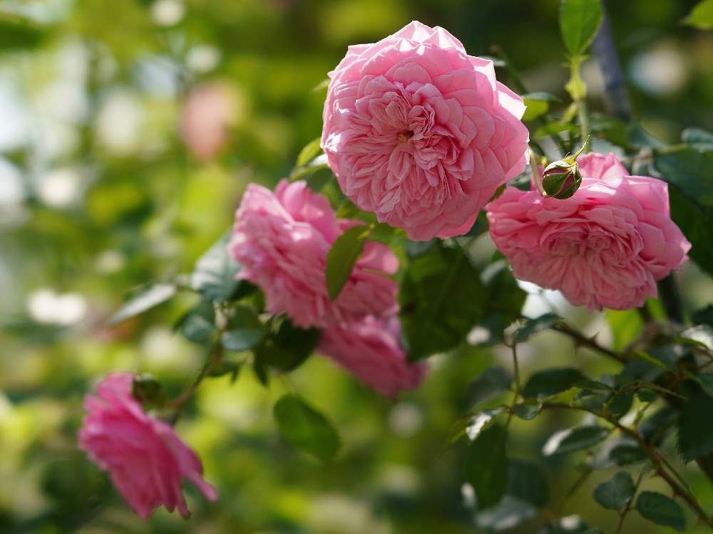 小さな庭の画像 by あおねこさん | 小さな庭とバラとバラ フィレールと薔薇愛同盟と『単焦点レンズ』フォトコン