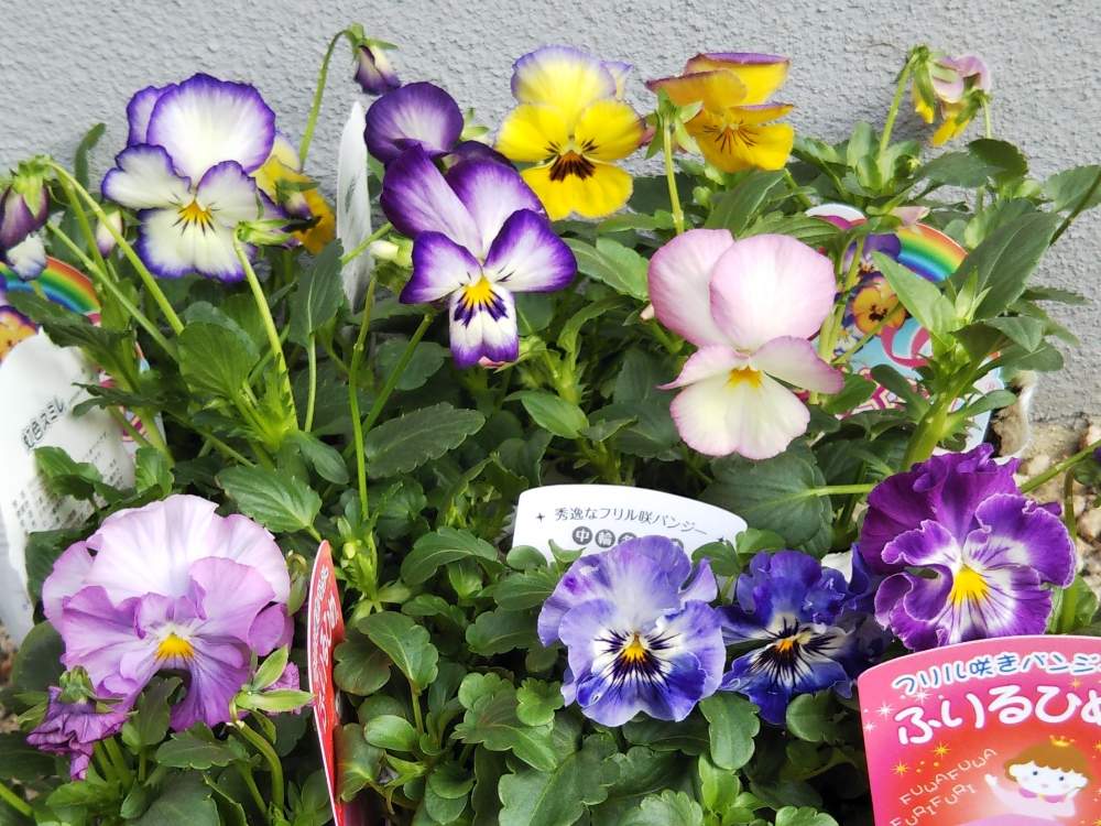 の画像 by うさぎYYさん | ビオラ・パンジーと虹色スミレ♡とスーパーのお花コーナーでとふりるひめ