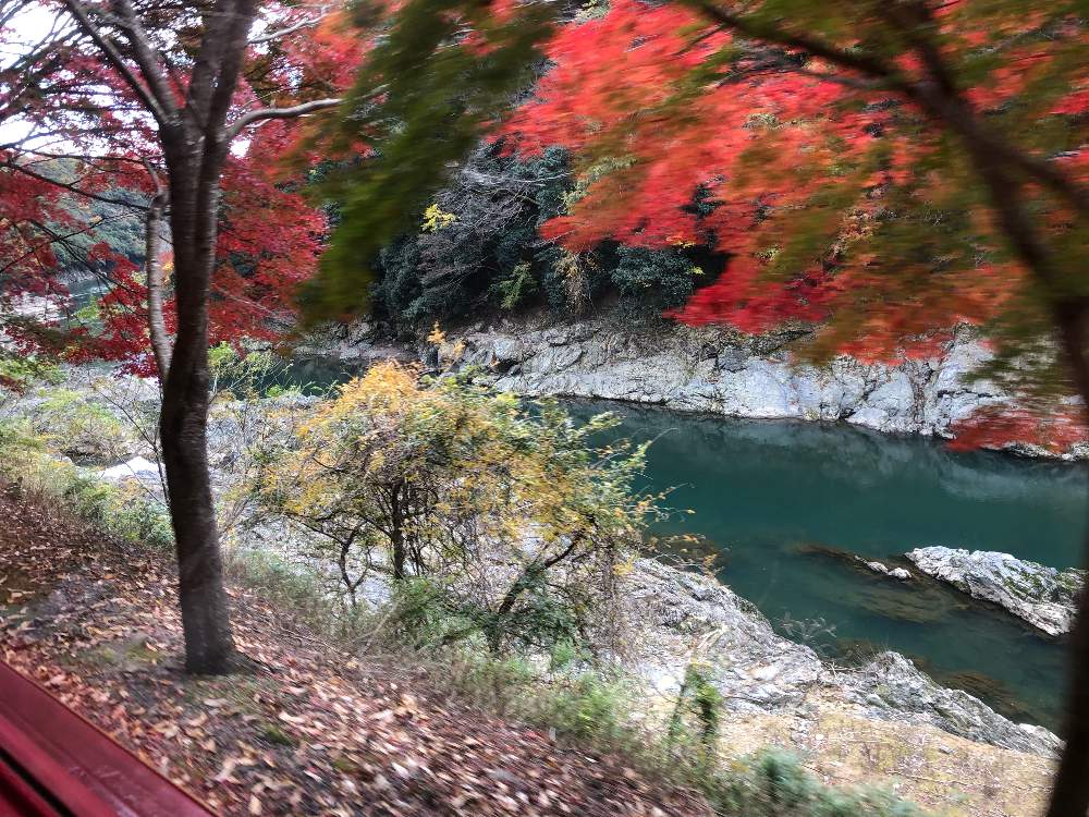 お出かけ先の画像 by わーちゃんさん | お出かけ先とトロッコ列車と京都 嵐山とボタニカルスポット2019秋と保津川下り 紅葉